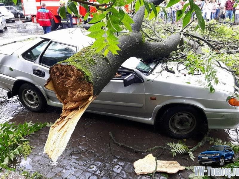 На машину упало дерево: как найти и привлечь виновника